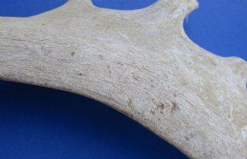 Wholesale #2 Grade Fallow Deer Antlers, Horns (Dama Dama) 14 inches to 20 inches - 2 pcs @ $18.00 each
