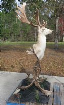 78 inches high Fallow Deer Head Mount on Free Standing Base Made out of fallow deer antlers - $1000.00 (Pick Up Only)