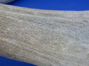Wholesale #2 Grade Fallow Deer Antlers, Horns (Dama Dama) 14 inches to 20 inches - 2 pcs @ $18.00 each