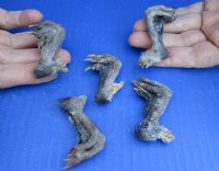 1-1/2 to 3 inch North American Muskrat back feet - 5 pcs @ $2.50 each; 20 pcs @ $2.25 each
