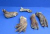 Wholesale Beaver back feet cured,  5 to 7 inches  - Packed: 5 @ $5.00 each; Packed: 20 pcs @ $4.50 each  