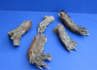 Wholesale Beaver back feet cured,  5 to 7 inches  - Packed: 5 @ $5.00 each; Packed: 20 pcs @ $4.50 each  