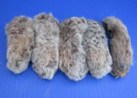 Wholesale Bobcat feet which have been cured in Borax, 2-1/2 to 5 inches length - 2 pcs @ $8.00 each; 12 pcs @ $7.20 each