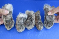 Wholesale Bobcat feet which have been cured in Borax, 2-1/2 to 5 inches length - 2 pcs @ $8.00 each; 12 pcs @ $7.20 each