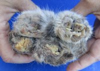 Wholesale Bobcat feet which have been cured in Borax, 2-1/2 to 5 inches length - 2 pcs @ $8.00 each; 12 pcs @ $7.20 each