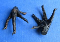 Wholesale Painted Black Chicken feet 3 to 4 inch - 5 pcs @ $4.00; 20 pcs @ $3.60 each