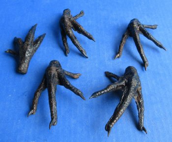 Wholesale Painted Black Chicken feet 3 to 4 inch - 5 pcs @ $4.00; 20 pcs @ $3.60 each