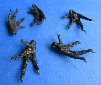 Wholesale Painted Black Chicken feet 3 to 4 inch - 5 pcs @ $4.00; 20 pcs @ $3.60 each