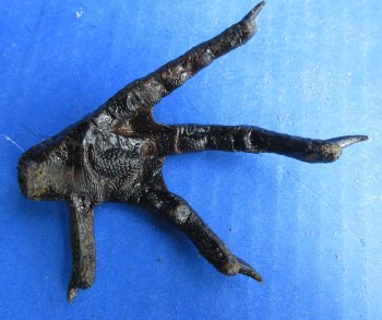 Wholesale Painted Black Chicken feet 3 to 4 inch - 5 pcs @ $4.00; 20 pcs @ $3.60 each