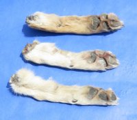 Wholesale coyote feet, coyote paws, cured, 6 to 8 inches  - 5 pcs @ $4.00 each; 20 pcs @ $3.50 each  