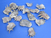 Wholesale Common North American Snapper Turtle Feet 1-3/4" to 3-3/4" - 10 pcs @ $1.75 each