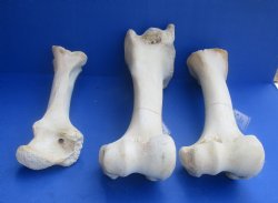 Wholesale giraffe femur leg bones from the upper leg 17 to 21 inches long - 4 pcs @ $50 each