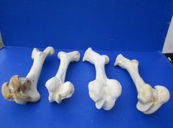 Wholesale Water Buffalo Femur leg bones, 12 to 16 inches long - 2 pcs @ $14 each; 6 pcs @ $12.60 each 