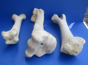 Wholesale giraffe femur leg bones from the upper leg 17 to 21 inches long - 4 pcs @ $50 each