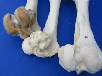Wholesale Water Buffalo Femur leg bones, 12 to 16 inches long - 2 pcs @ $14 each; 6 pcs @ $12.60 each 