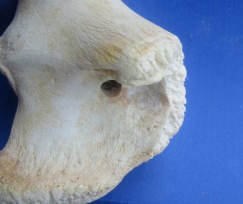 Wholesale giraffe femur leg bones from the upper leg 17 to 21 inches long - 4 pcs @ $50 each