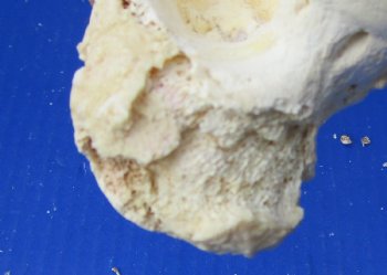 Wholesale Water Buffalo Femur leg bones, 12 to 16 inches long - 2 pcs @ $14 each; 6 pcs @ $12.60 each 