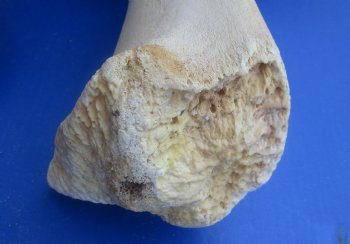 Wholesale giraffe femur leg bones from the upper leg 17 to 21 inches long - $55 each