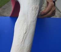 Wholesale giraffe femur leg bones from the upper leg 17 to 21 inches long - $55 each
