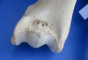 Wholesale giraffe femur leg bones from the upper leg 17 to 21 inches long - $55 each