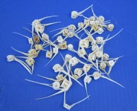Wholesale Assorted Fish Vertebrae bones for sale -  1-1/2 inch to 3-1/2 - Packed: 50 pcs @ $.35 each; Packed: 200 pcs @ $.31 each