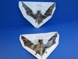 Preserved Javan Giant Mastiff bat (otomops formosus) with wing spread 8 to 9 inches - $40.00 each; 4 or more @ $36.00 each