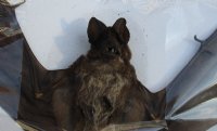 Preserved Javan Giant Mastiff bat (otomops formosus) with wing spread 8 to 9 inches - $40.00 each; 4 or more @ $36.00 each