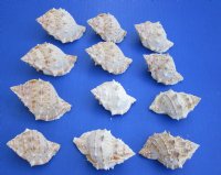 Wholesale Bursa Foliata shells 1-3/4 inch to 2-3/4 inch - 12 pcs @ $.60 each