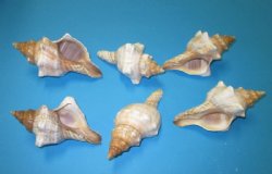 5 to 5-7/8 inches Striped Fox Conch Shells, Trapezium Horse Conch Shells (Africa) -  75 pcs @ .90 each 