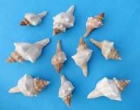 Wholesale Striped Fox Shells Trapezium Horse Conchs for hermit crab homes  2 inches to 4 inches - Packed: 50 pc @ $.56 each