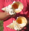 Frog Shells Hand Picked