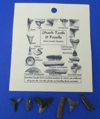 Wholesale Fossil Shark Teeth & Assorted Marine Fossils on a punched identification card. Packed: 12 pcs @ $1.00 each; Packed: 48 pcs @ $.90 each