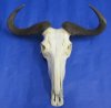 Wholesale Blue Wildebeest Skulls and Horns, commercial grade, with horns 21 inches wide and over - $125 each 