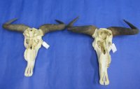 Wholesale Blue Wildebeest Skulls and Horns with horns 21 inches wide and over - $90 each; 3 or more @ $80 each 