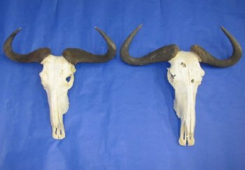 Wholesale African Blue Wildebeest Skulls and Horns 20 inches wide and under - $80.00 each; 3 or more @ $72.00 each
