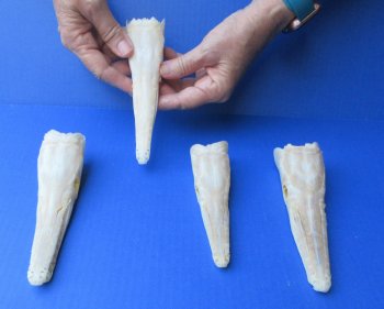 Wholesale A-Grade Spotted Gar Skulls (6-7") - Real Fish Specimen - $60 each; 4 pcs @ $54 each