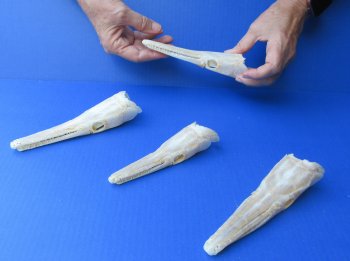 Wholesale A-Grade Spotted Gar Skulls (6-7") - Real Fish Specimen - $60 each; 4 pcs @ $54 each
