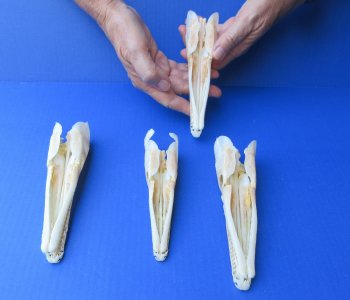 Wholesale A-Grade Spotted Gar Skulls (6-7") - Real Fish Specimen - $60 each; 4 pcs @ $54 each
