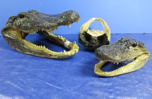 Alligator Heads Wholesale Priced