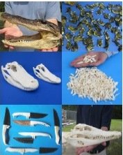 Alligator and Crocodile Products 