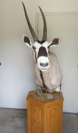 Gemsbok Shoulder Mo...