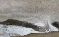 Wholesale African Gemsbok Skin, Gemsbok Hides - Commercial Grade B - $125.00 each