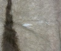 Wholesale African Gemsbok Skin, Gemsbok Hides - Commercial Grade B - $125.00 each