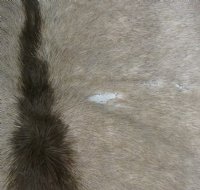 Wholesale African Gemsbok Skin, Gemsbok Hides - Commercial Grade B - $125.00 each