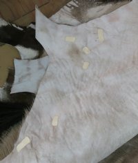 Wholesale African Gemsbok Skin, Gemsbok Hides - Commercial Grade B - $125.00 each