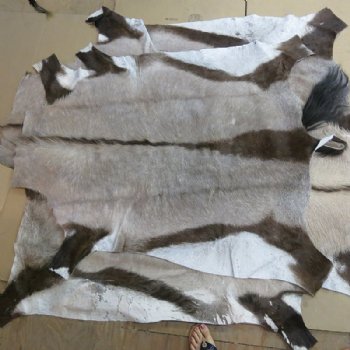 Wholesale African Gemsbok Skin, Gemsbok Hides - Commercial Grade B - $125.00 each