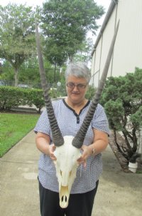 Wholesale Gemsbok skull and horns - commercial grade $145.00