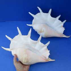 Giant Spider Shells Hand Picked 