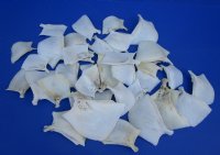 Wholesale Buffalo Fish Gill Plates (Operculum) 2 inch to 3-1/2 - Packed: 10 pcs @ $1.70 each; Packed: 40 pcs @ $1.50 each