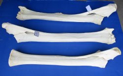Wholesale giraffe radius and unla leg bones 33 to 39 inches - $135 each; 3 @ $125 each (Signature Required)